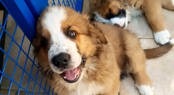 Berner Sennenhond