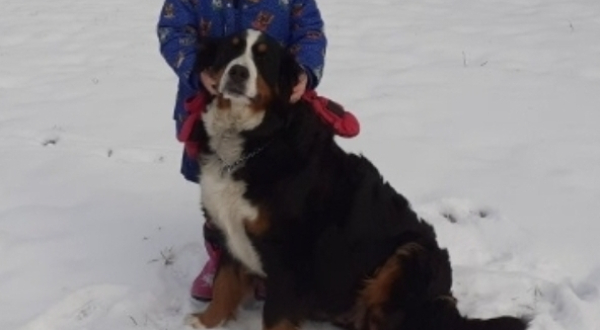 Berner Sennenhond