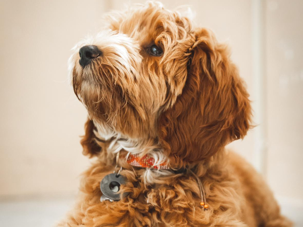 Australian Labradoodle