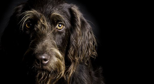 Labradoodle