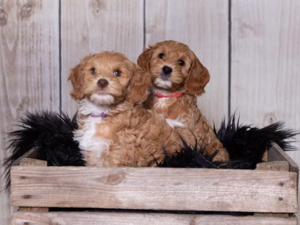 Australian Labradoodle