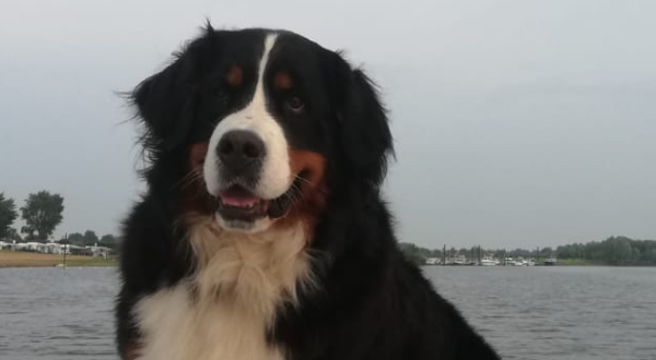 Berner Sennenhond