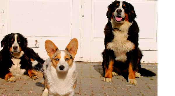 Berner Sennenhond