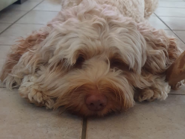 Australian Labradoodle