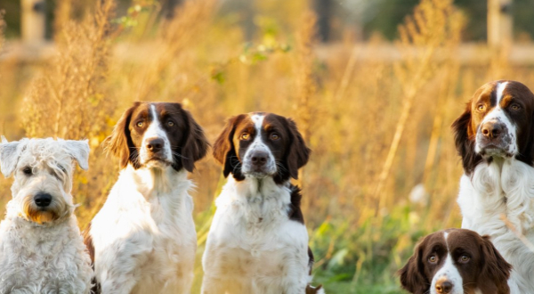 Drentsche Patrijshond