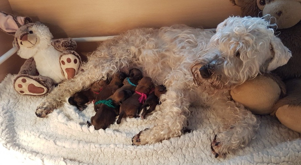Irish Soft Coated Wheaten Terrier