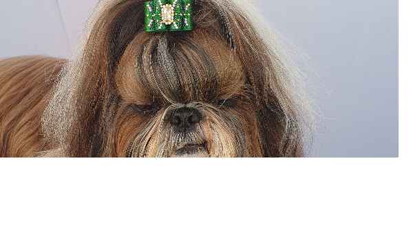 Shih Tzu