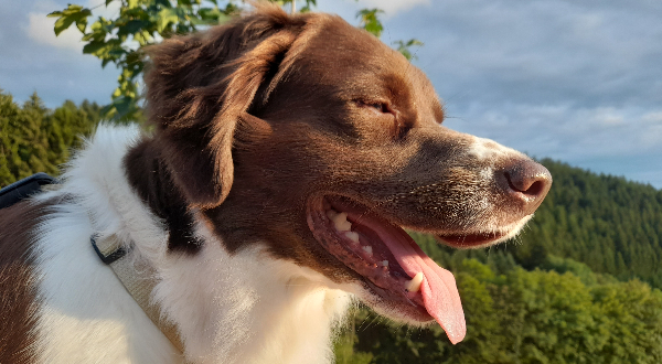 Drentsche Patrijshond