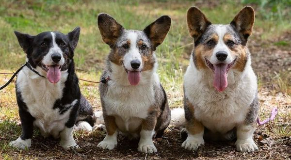 Welsh Corgi Cardigan