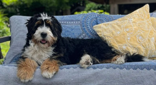Bernedoodle