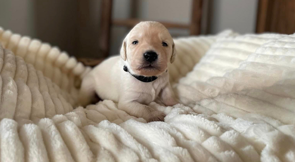 Australian Labradoodle
