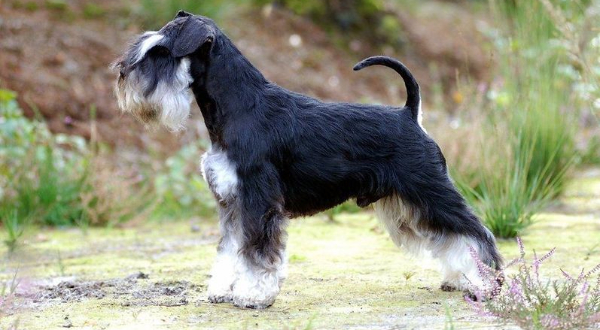 Dwergschnauzer