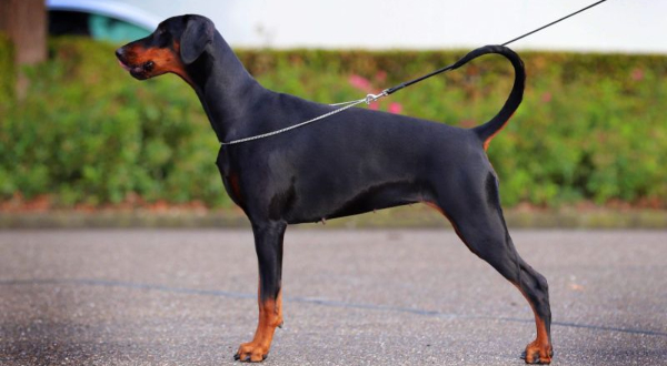 Dobermann