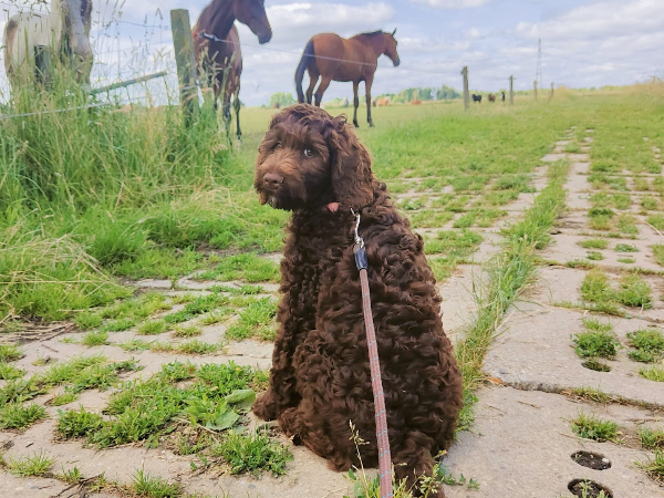 Australian Labradoodle