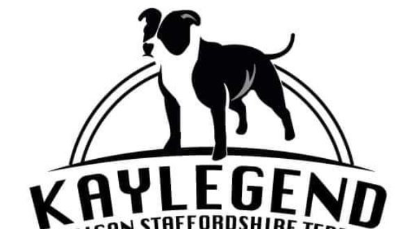American Staffordshire Terrier