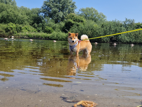 Shiba