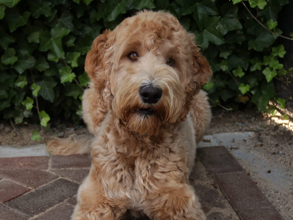 Australian Labradoodle