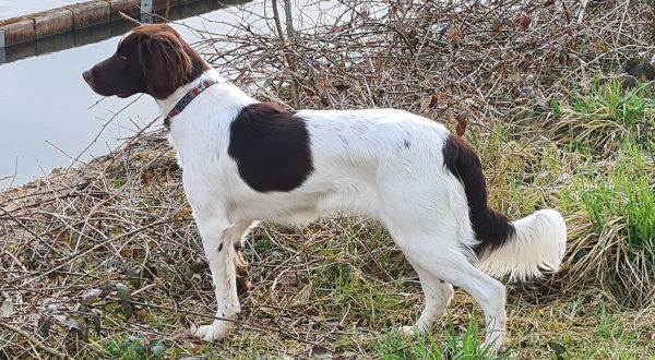 Drentsche Patrijshond