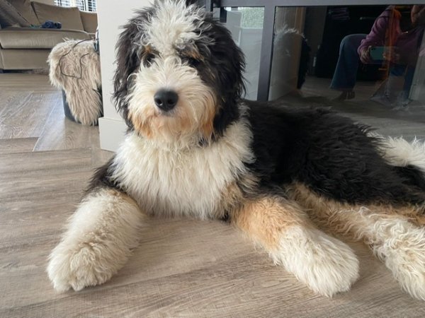 Bernedoodle