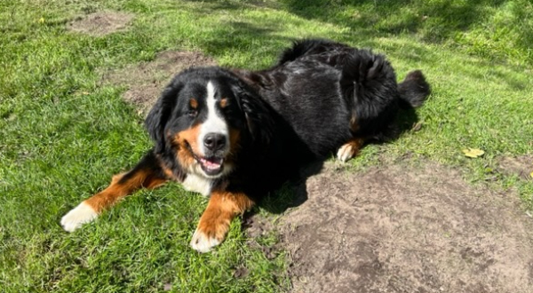 Berner Sennenhond