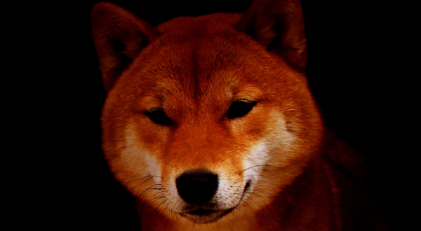 Shiba