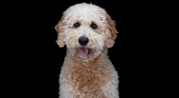 Goldendoodle