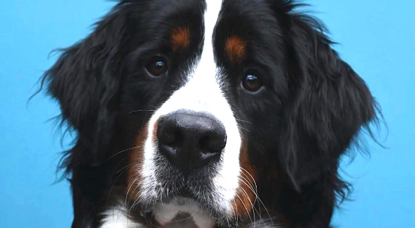 Berner Sennenhond