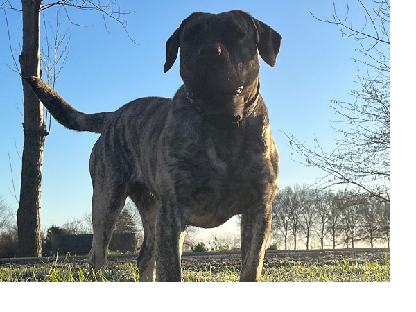 Presa Canario