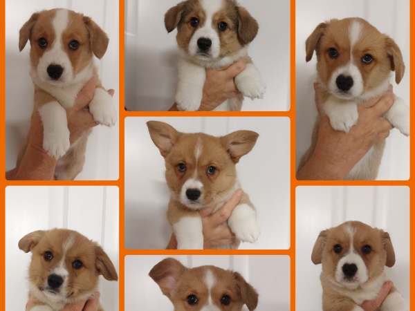 Welsh Corgi Cardigan