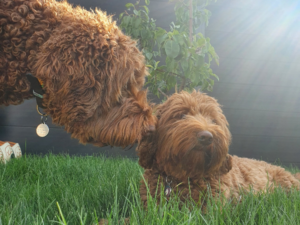 Australian Labradoodle