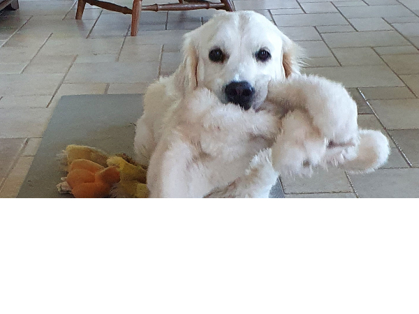 Golden Retriever