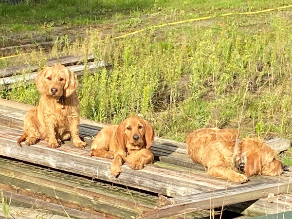 Basset Fauve de Bretagne