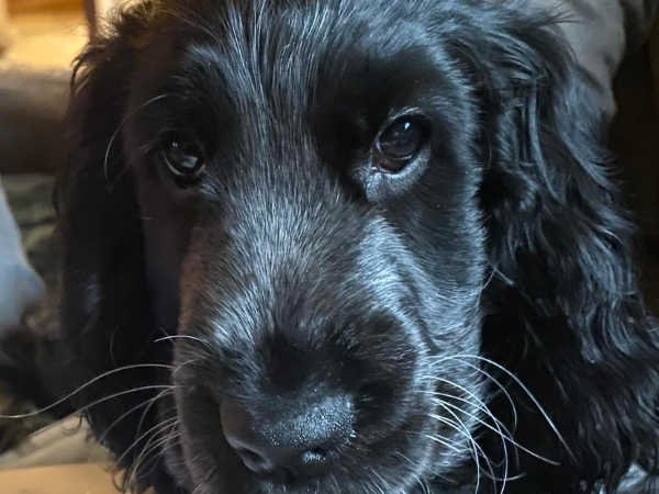 Engelse Cocker Spaniel