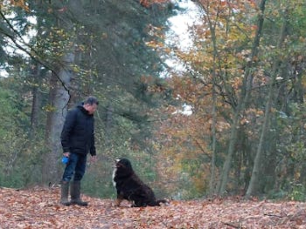 Berner Sennenhond