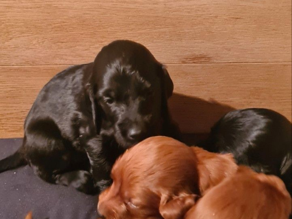 Ierse Setter