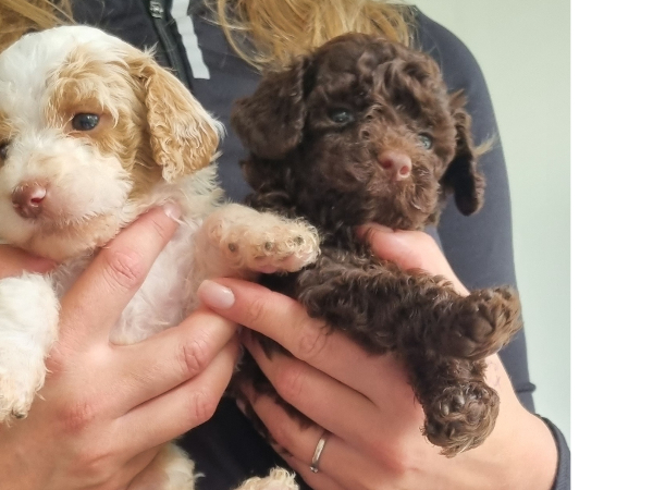 Labradoodle