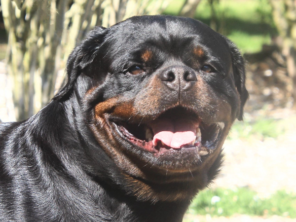 Rottweiler