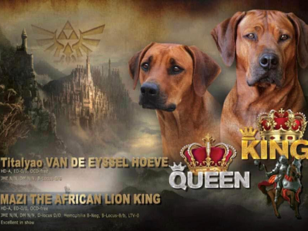 Rhodesian Ridgeback