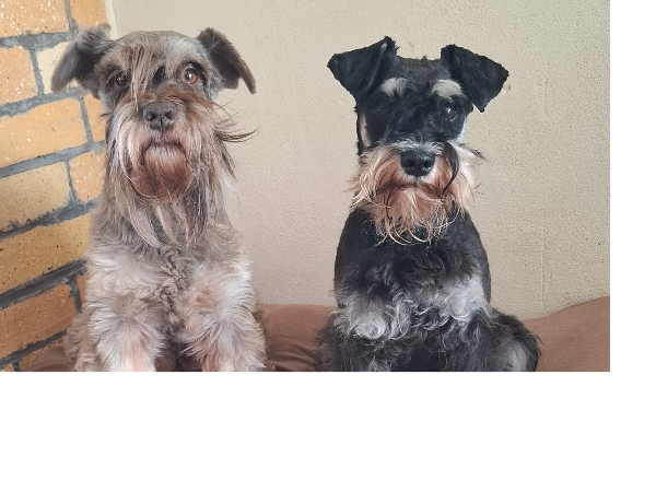 Dwergschnauzer