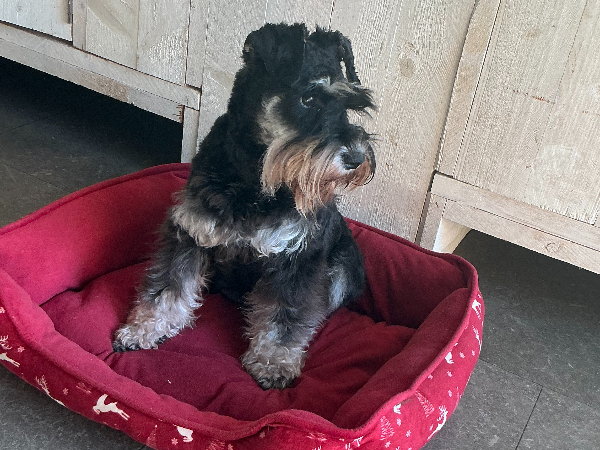 Dwergschnauzer