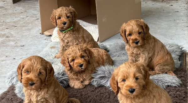 Australian Labradoodle