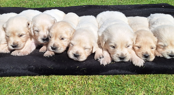 Golden Retriever