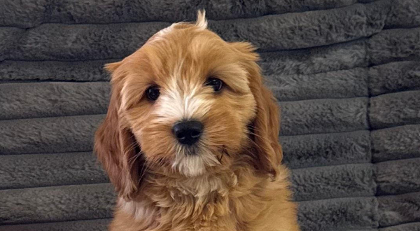Australian Labradoodle