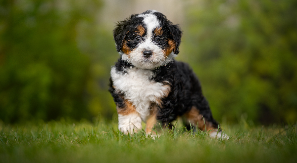 Bernedoodle