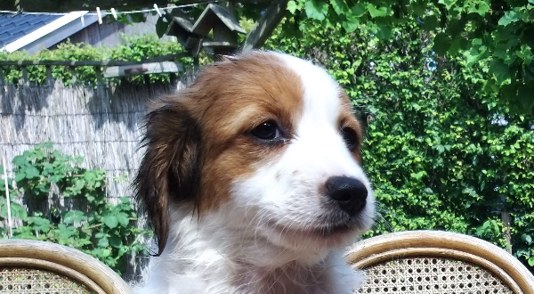 Nederlandse Kooikerhondje