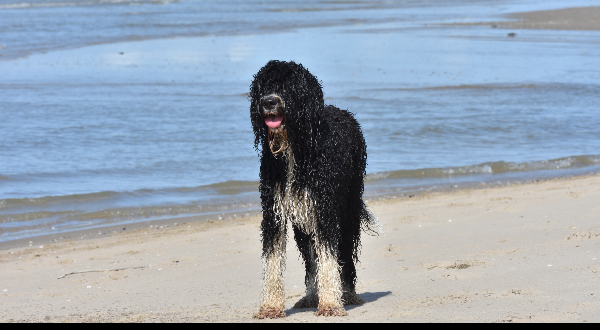 Barbet