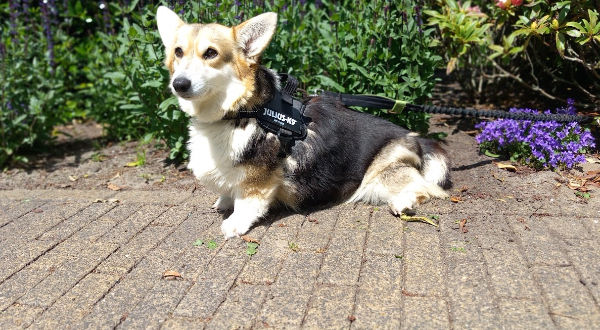 Welsh Corgi Pembroke