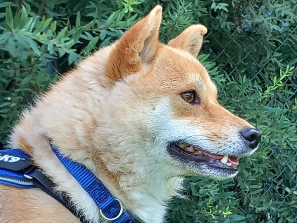 Shiba