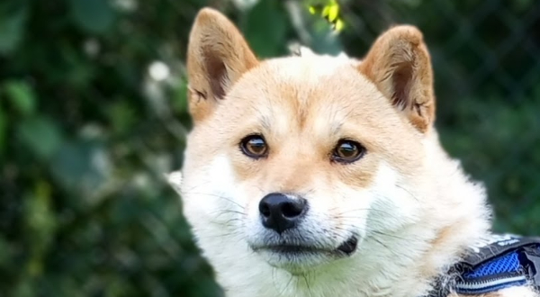 Shiba