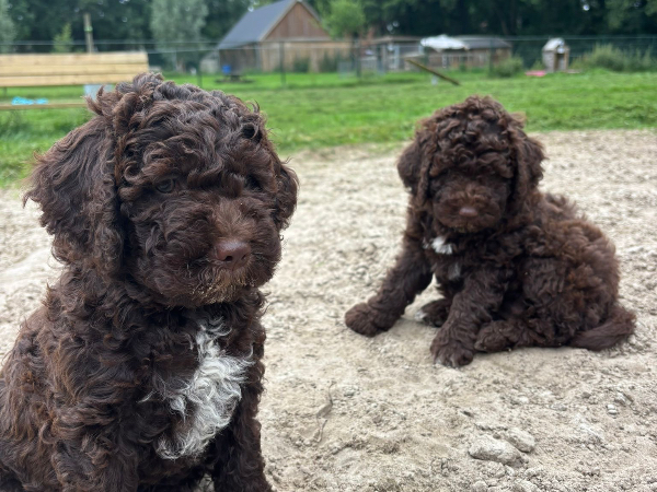 Lagotto Romagnolo